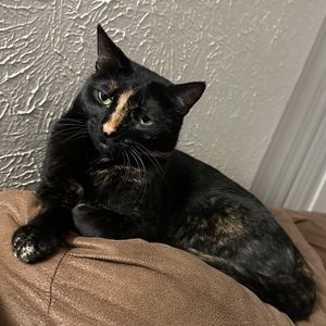 Meet your Posher, Millicent